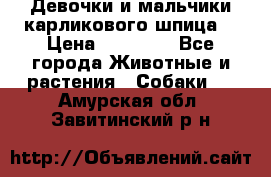 Девочки и мальчики карликового шпица  › Цена ­ 20 000 - Все города Животные и растения » Собаки   . Амурская обл.,Завитинский р-н